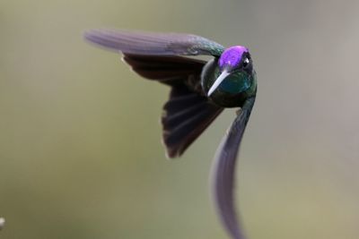 Close-up of bird flying