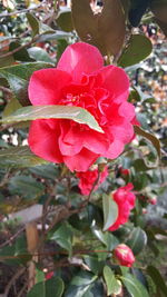 Close-up of pink flowers