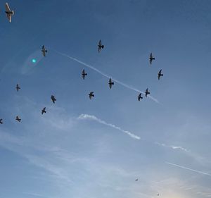 Low angle view of birds flying in sky