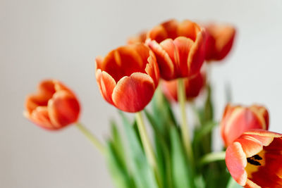 Close-up of red flowering plant against white background