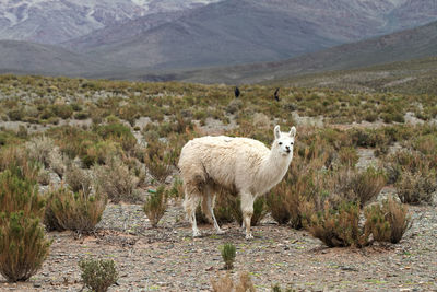 Sheep grazing on landscape against mountains