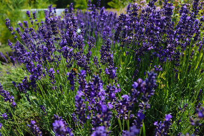 Close-up of purple flowering plants on field