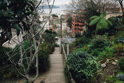 Footpath amidst plants with sign in city