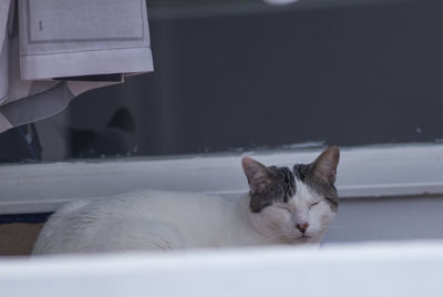 Close-up of a cat resting