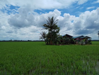 Scenic view of agricultural field against sky