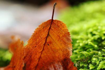 Close-up of dry maple leaves on tree