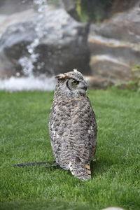 Close-up of a bird on field