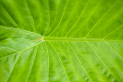 Close-up of raindrops on green leaves