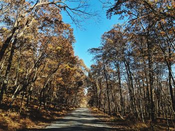 Road amidst trees in forest against sky during autumn