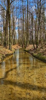 Scenic view of river in forest against sky
