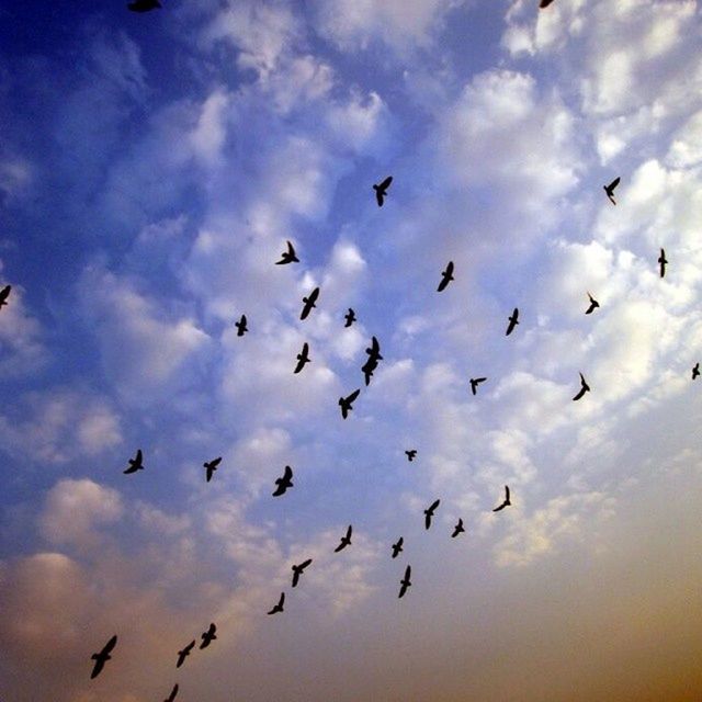 bird, flying, sky, flock of birds, low angle view, animal themes, cloud - sky, wildlife, animals in the wild, cloudy, cloud, silhouette, nature, beauty in nature, blue, mid-air, outdoors, day, scenics