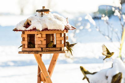 Close-up of birds by birdhouse during winter