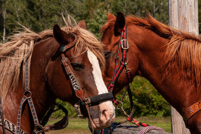 Two horses waiting for their riders