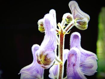 Close-up of flower over black background