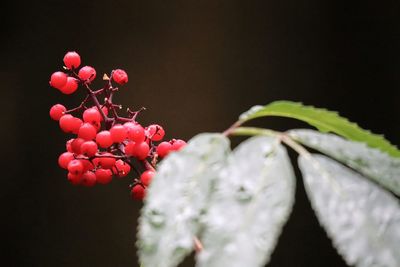 macro photography