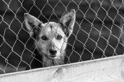 Portrait of dog seen through fence