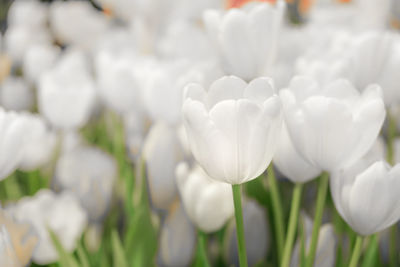 Close-up of white flowers on field