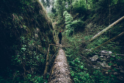 Full length of woman walking amidst trees in forest