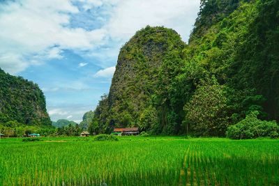 Scenic view of agricultural field against sky