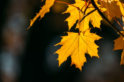 Close-up of maple leaf during autumn