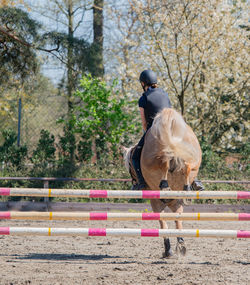 Rear view of man riding horse in ranch