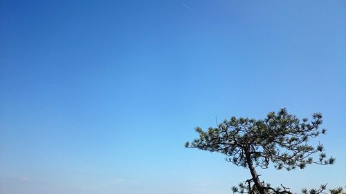 Low angle view of trees against clear blue sky