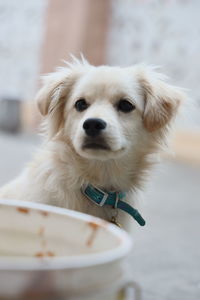 Close-up portrait of a dog