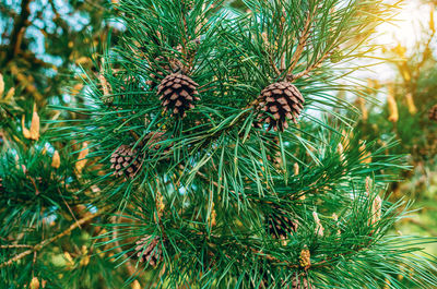 Close-up of pine tree