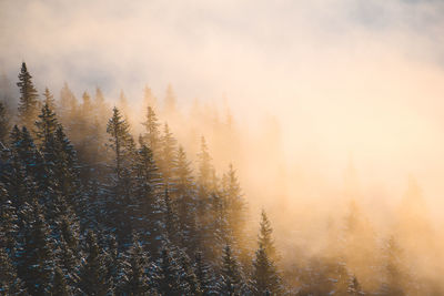 Pine trees in forest during foggy weather