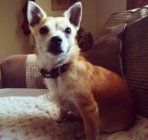 Portrait of dog sitting on sofa at home