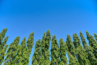 Low angle view of trees against clear blue sky