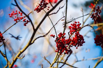 Low angle view of rowanberries growing on tree