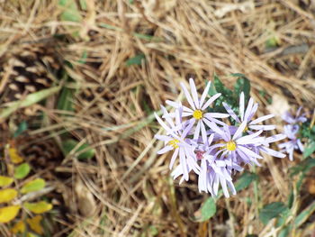 Close-up of flowers growing in field