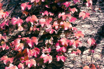 Pink flowers on tree