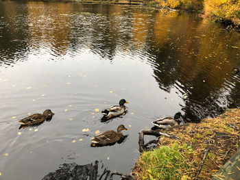 High angle view of ducks swimming in lake