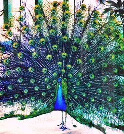 View of peacock