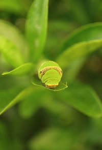 Close-up of green leaf