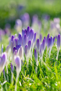 Close-up of purple crocus flowers on field