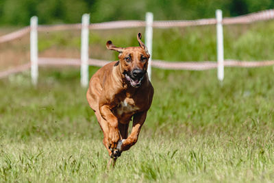 Dog running on grassy field