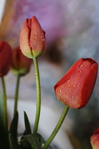 Close-up of wet red rose in rainy season