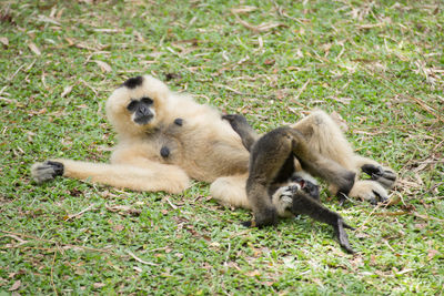 Close-up of monkey sitting on grass