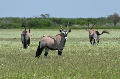 Oryx standing on grassy field against clear sky