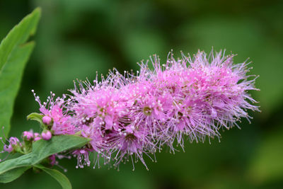 Close-up of insect on purple flower