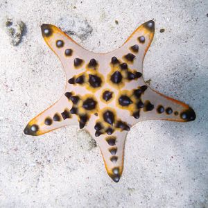 High angle view of starfish on sand