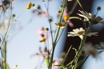 Close-up of flowers