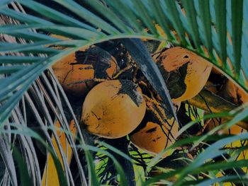 Close-up of fruit