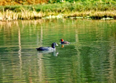 Swans swimming on lake