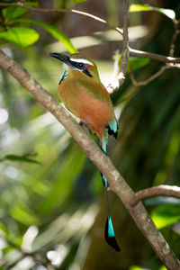 Close-up of bird perching on branch