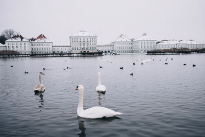 Swans swimming in lake against sky