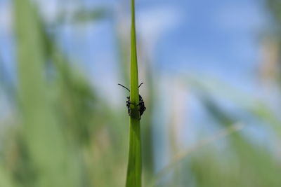 Close-up of insect on plant